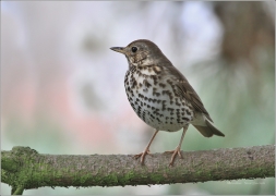 <p>DROZD ZPĚVNÝ (Turdus philomelos) /Song thrush - Singdrossel/</p>